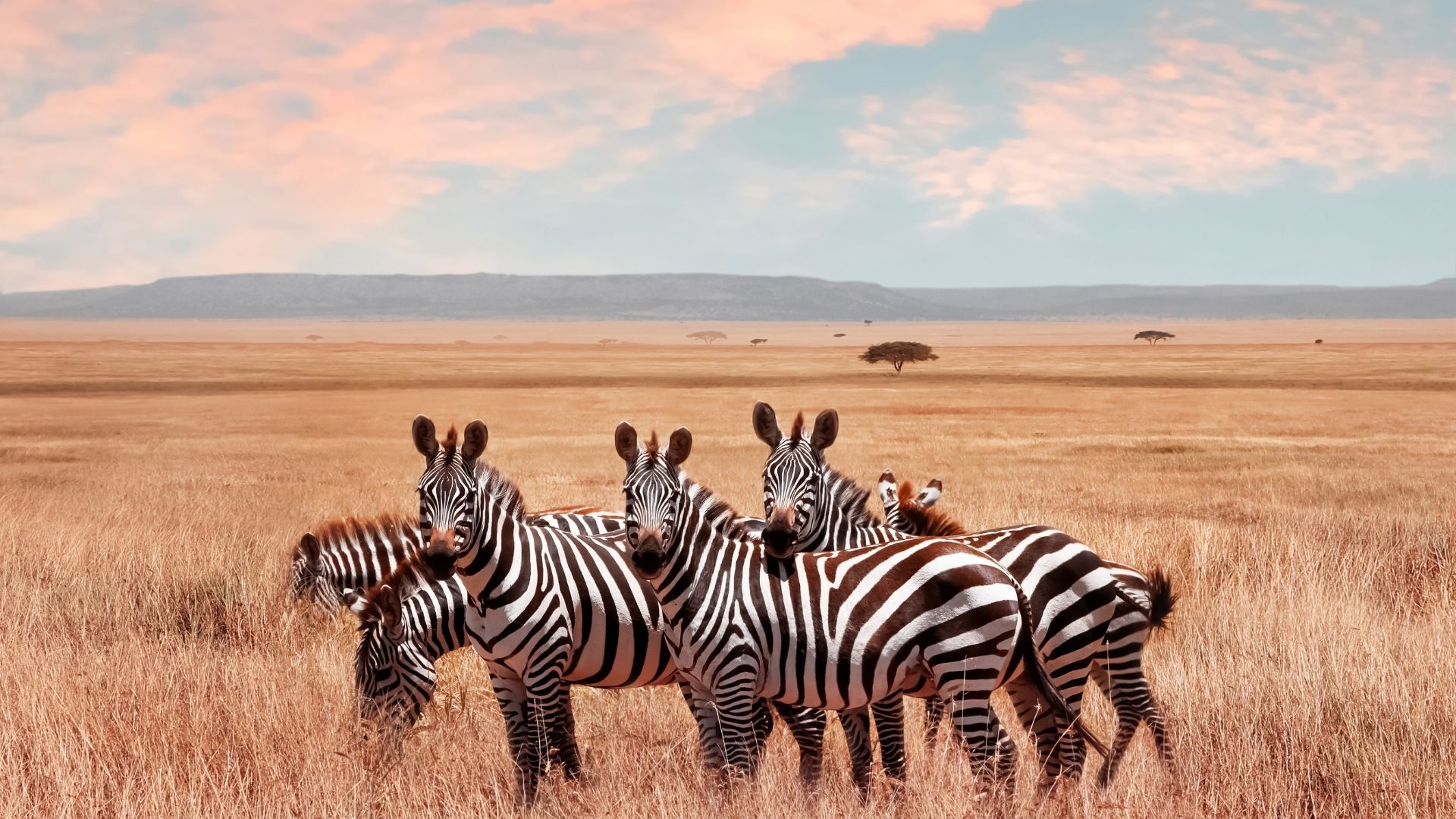 Best Way to Explore the Immense Serengeti in Tanzania