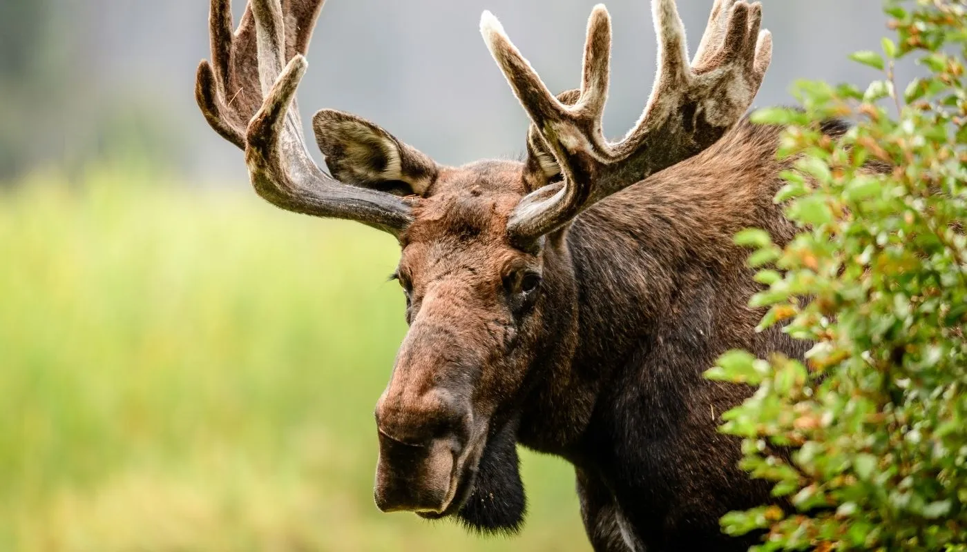 moose on isle royale