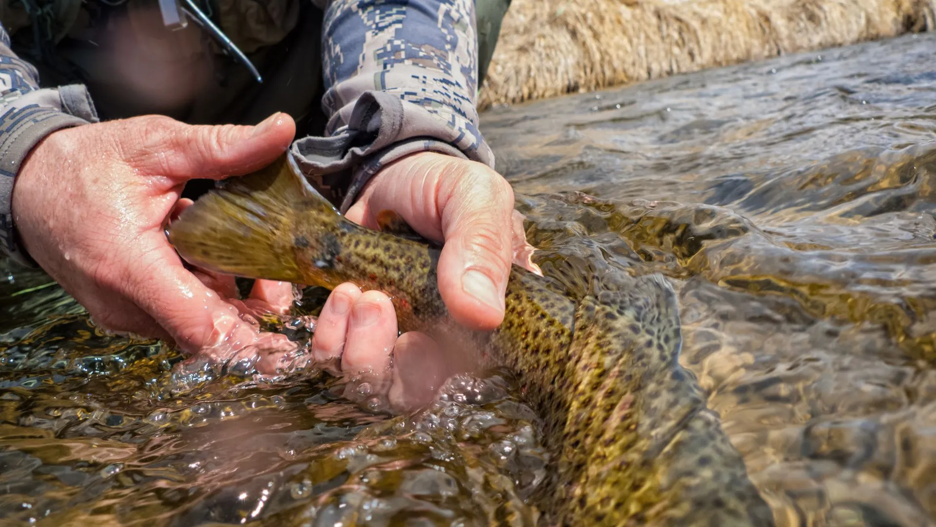 Driftless Fly Fishing: a Midwest Fisherman's Paradise