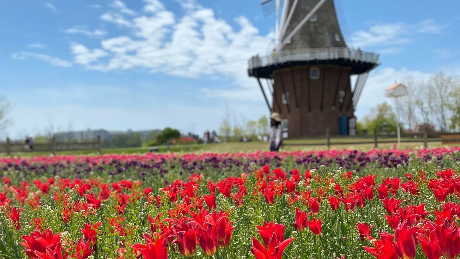 A field of red tulips in front of a dutch windmill