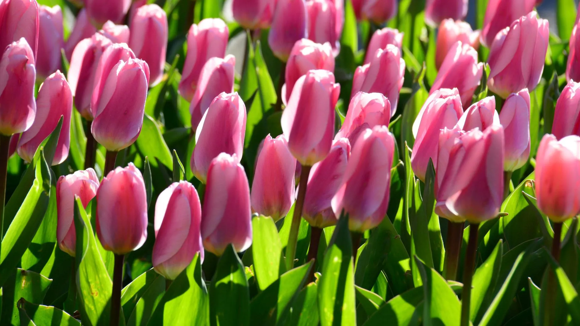 A cluster of pink tulips