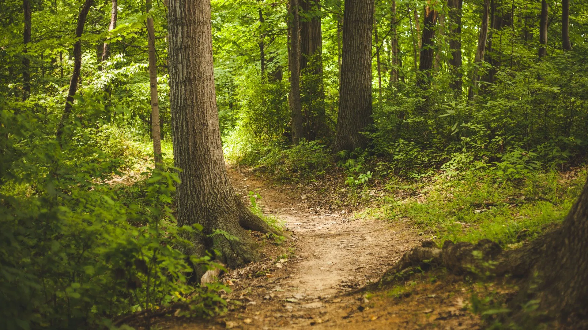 Southern Wisconsin trail for hiking