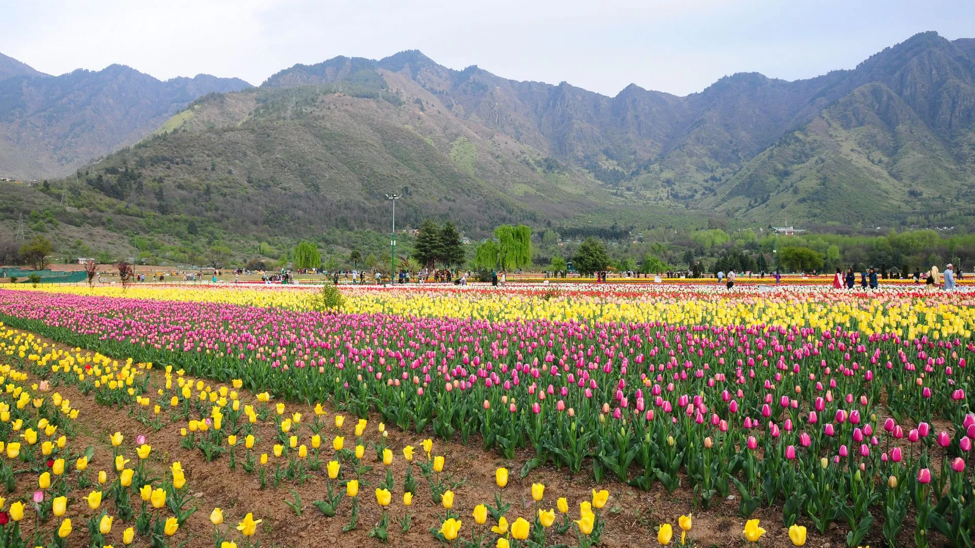 Field of tulips being overlooked by a mountain range