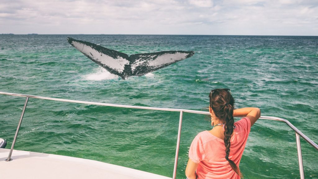 girl looking at whale on boat