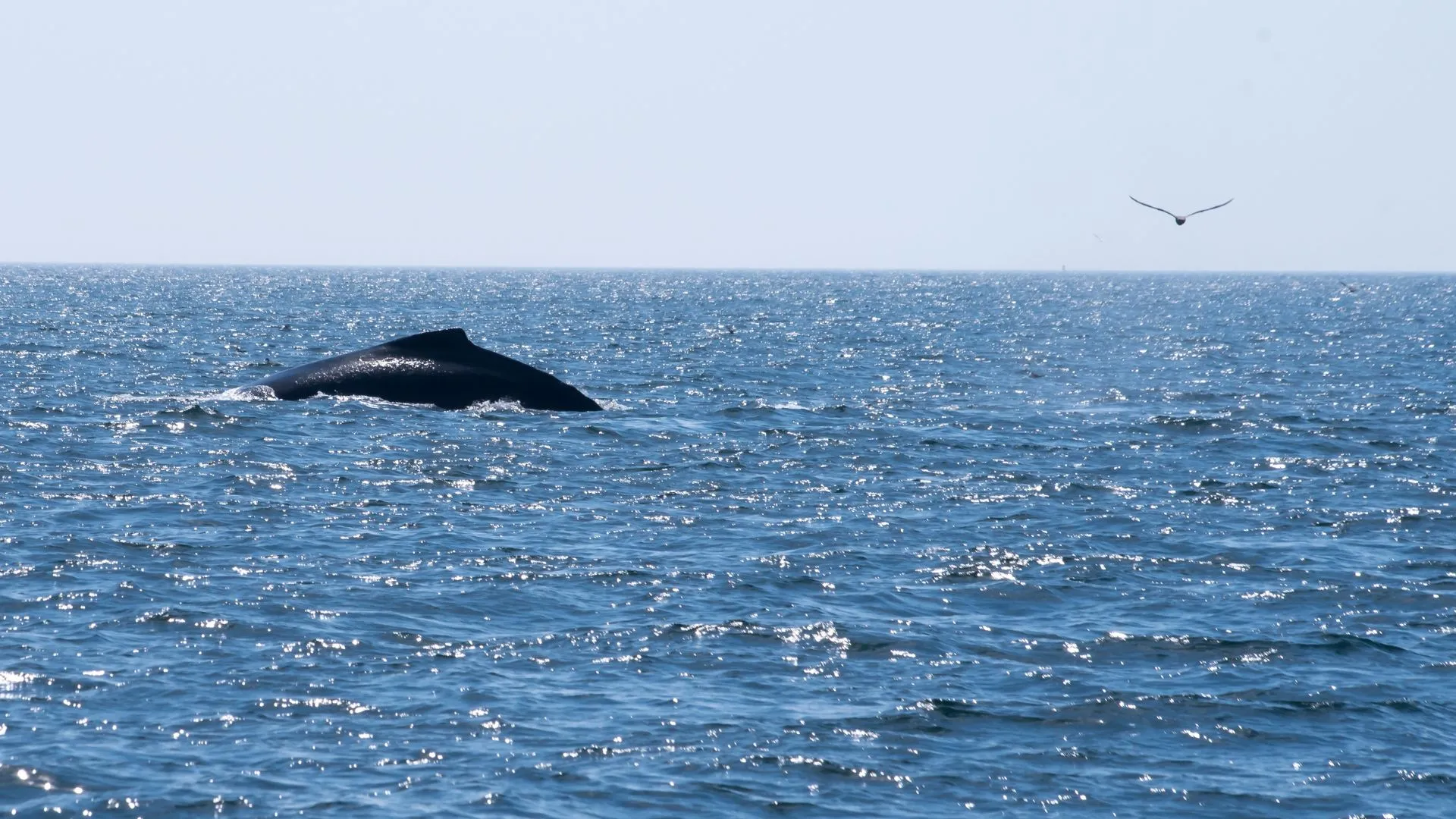 whale watching ecotourism