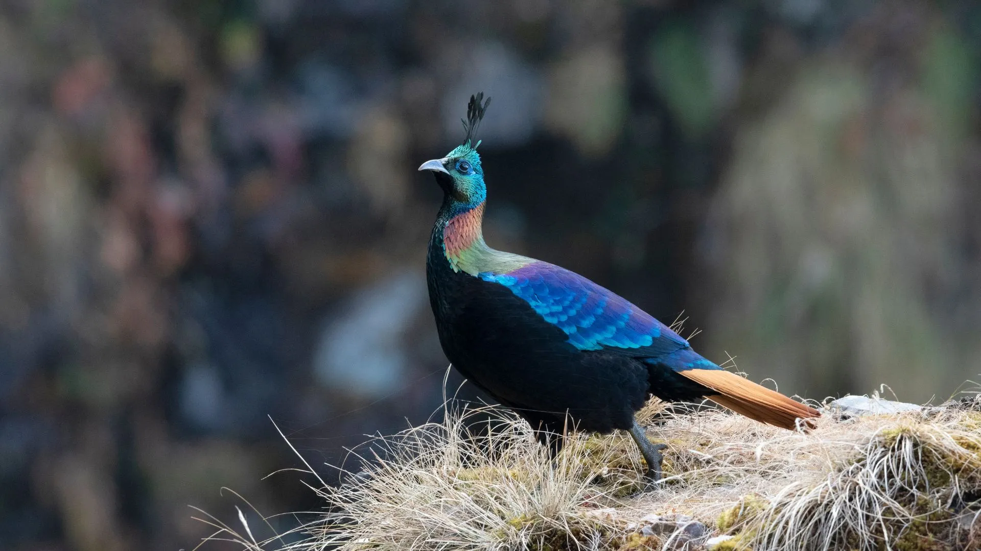 Mangalavanam Bird Sanctuary