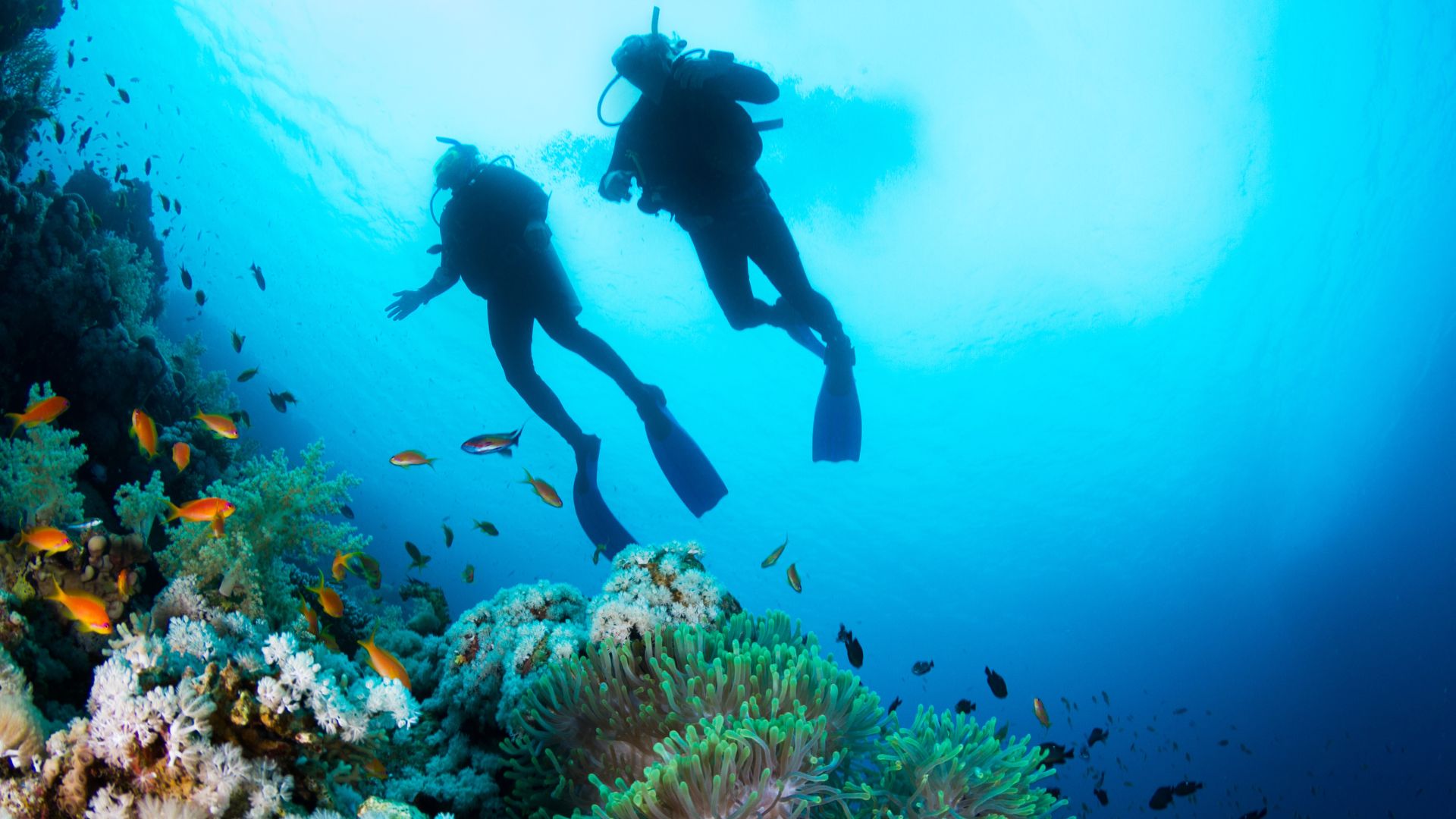 maldives scuba diving