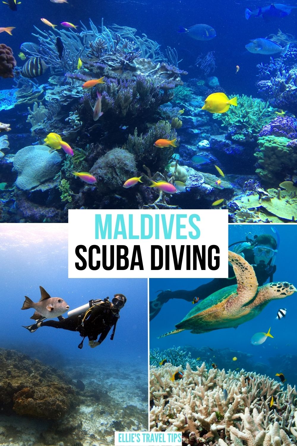 scuba diving in the maldives