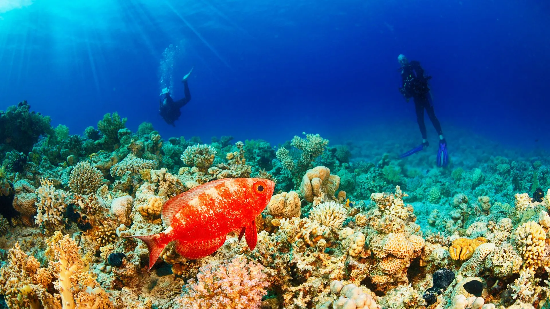 scuba in the maldives