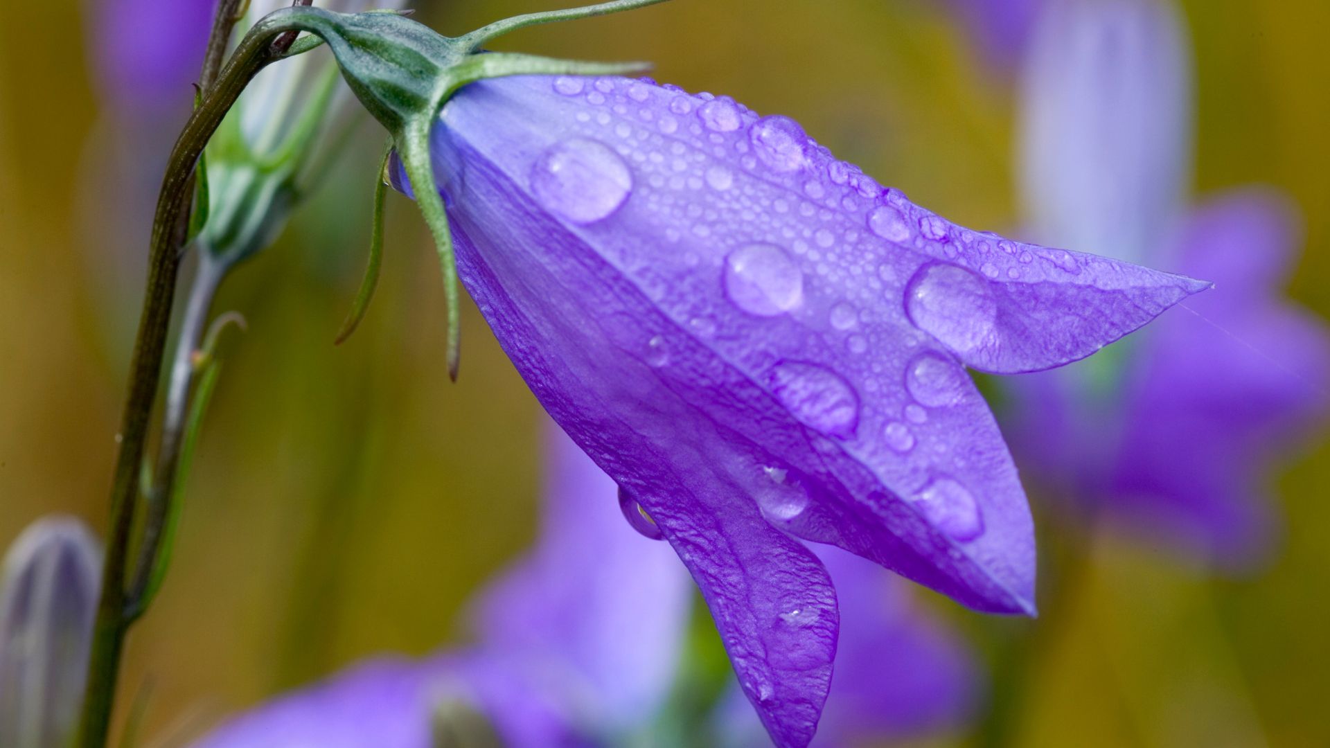 purple rain minnesota flower