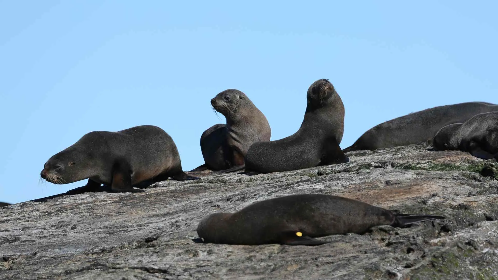 Doubtful Sound seals