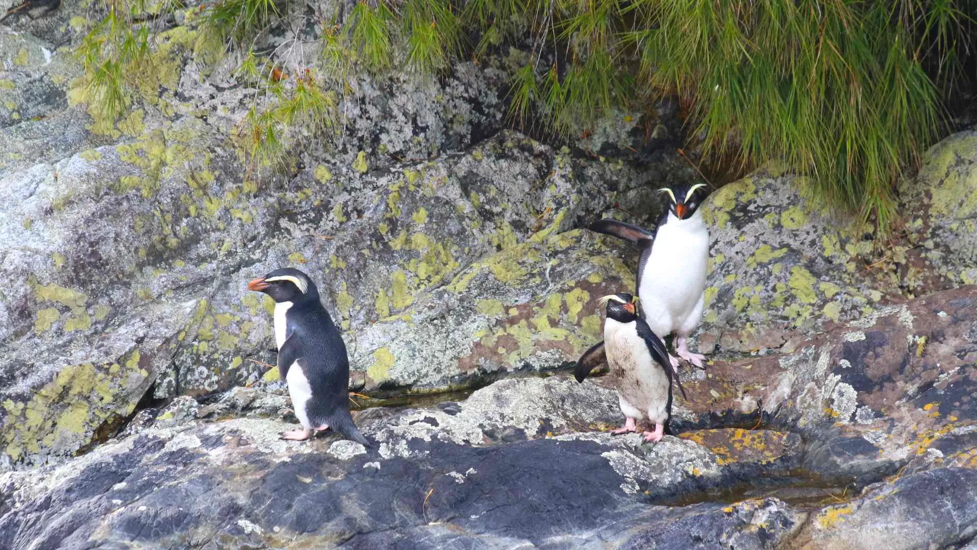 Fiordland Penguins