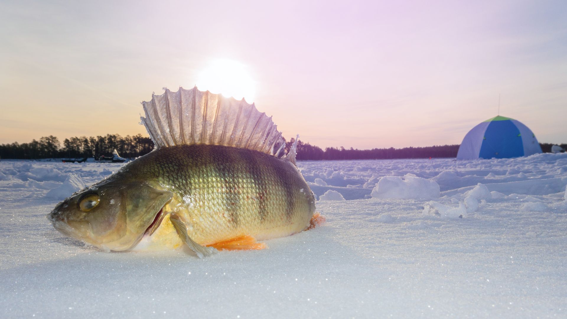 Devils Lake perch ice fishing
