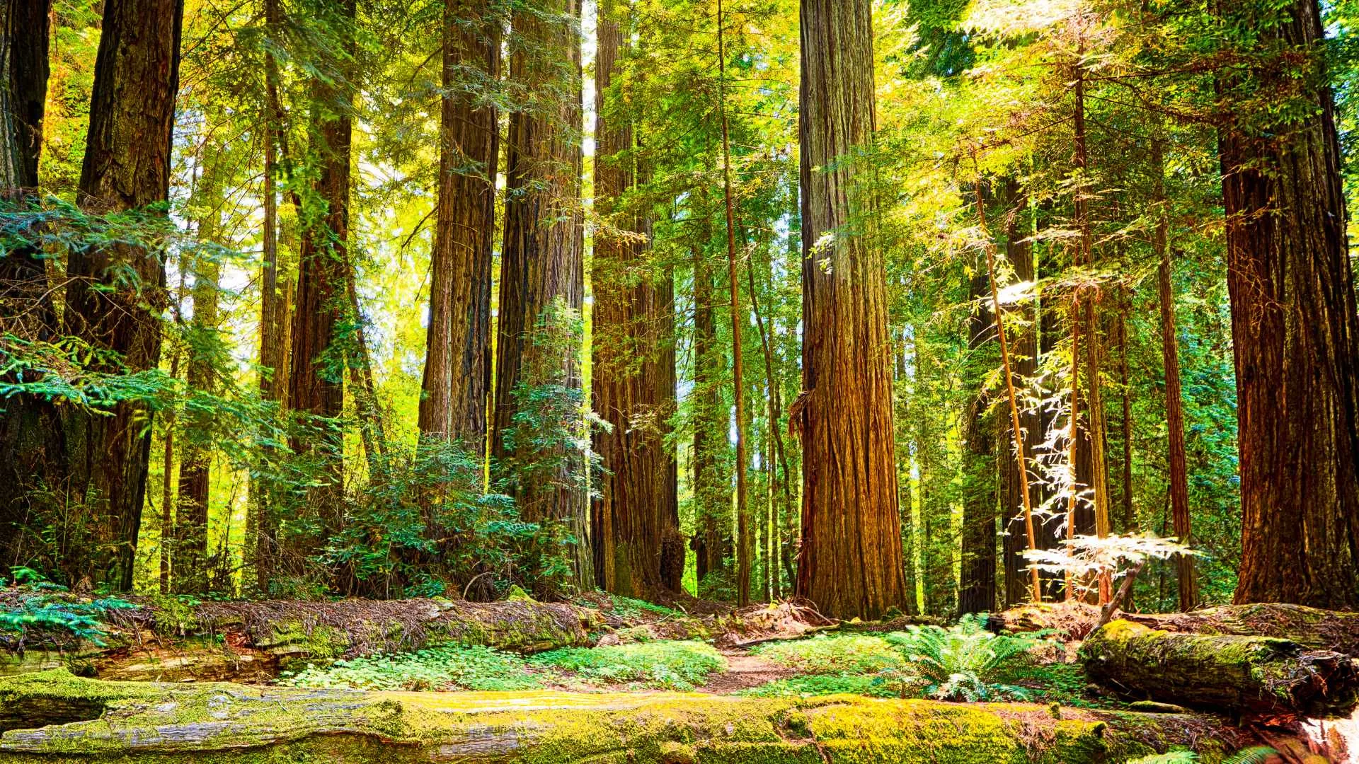 Redwood National