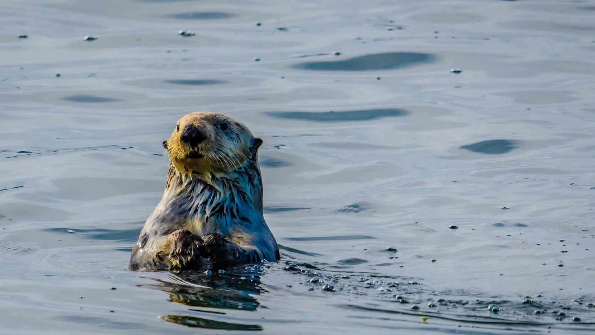 sea otter in Alaska