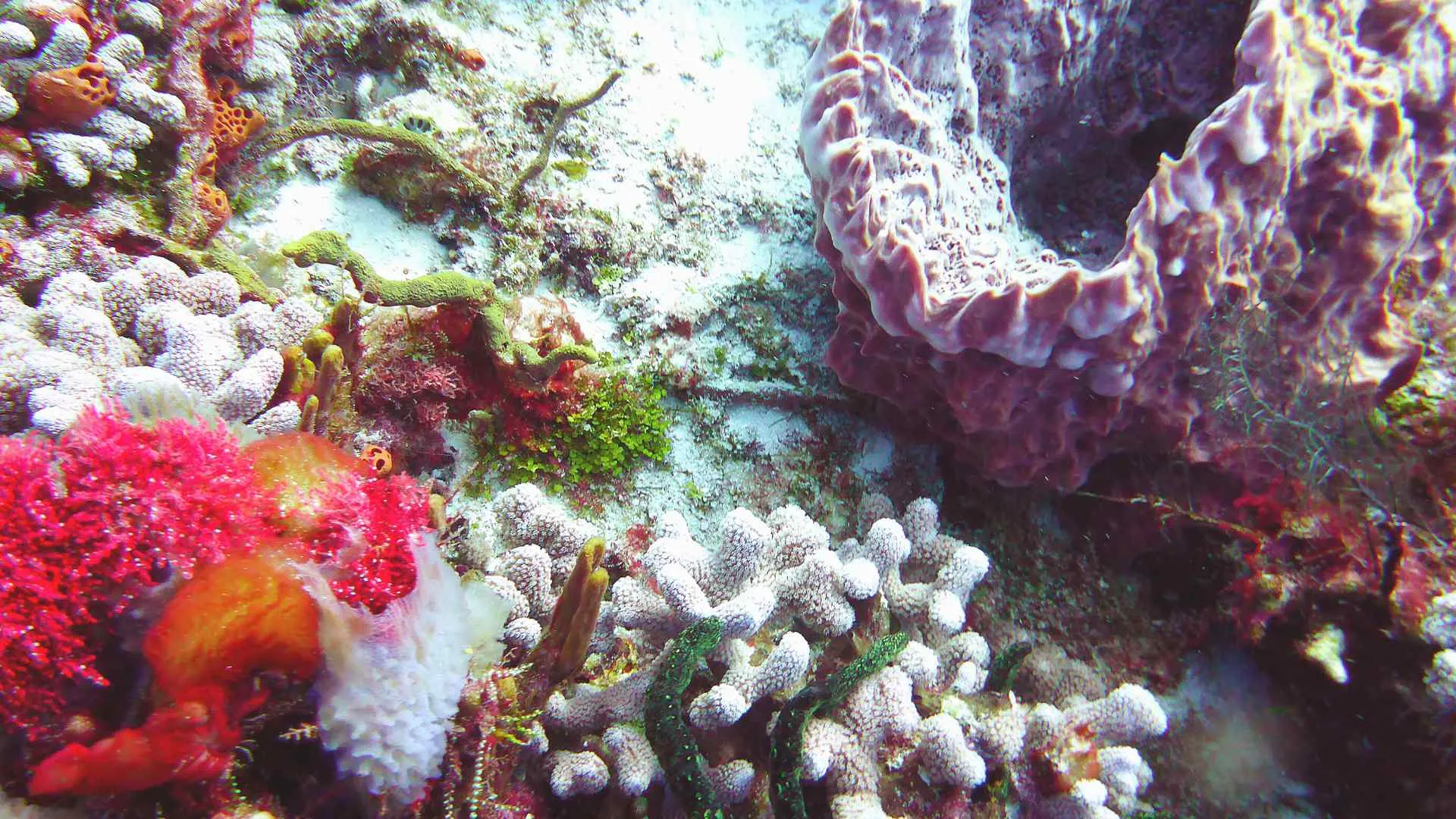 Dive Sites in Cozumel