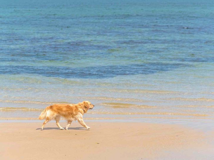 dog beaches Brighton
