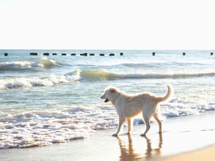 dog beaches Sunshine Coast