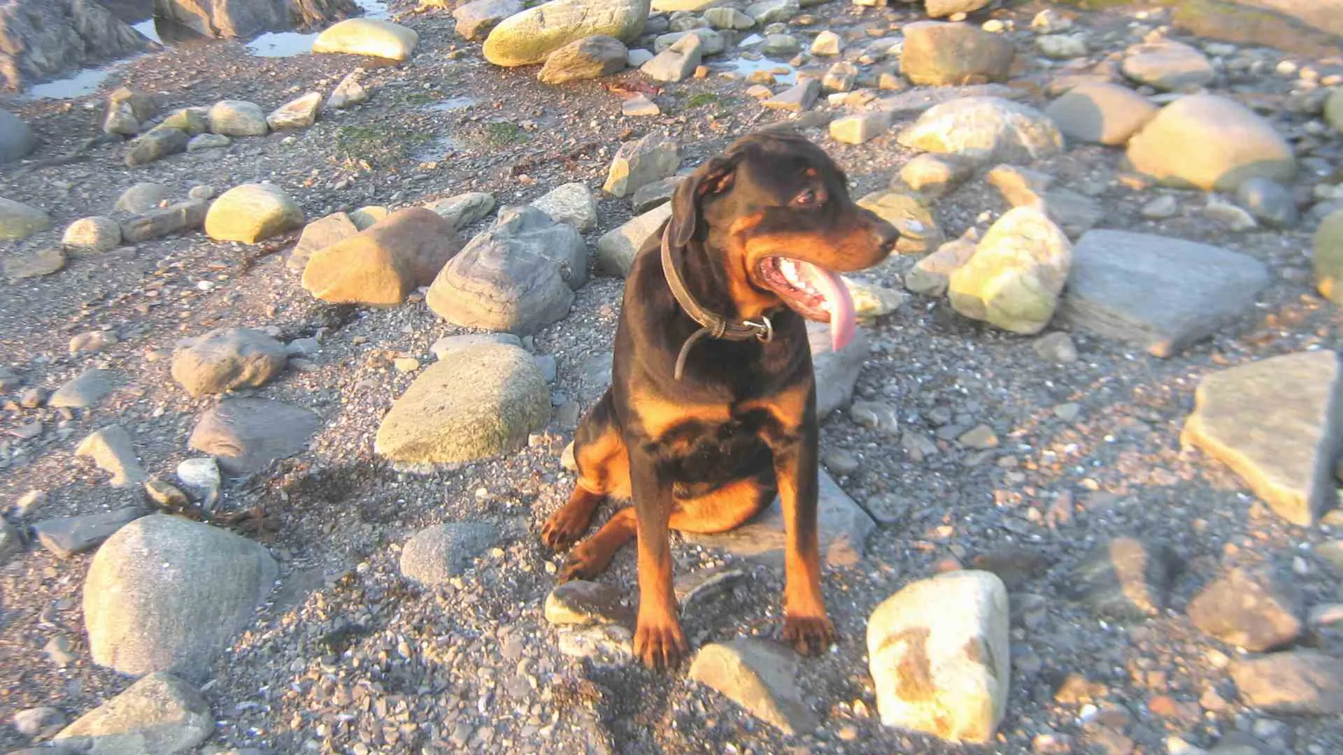 Quinns Rocks Dog Beach