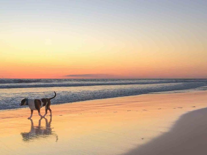 dog beaches perth