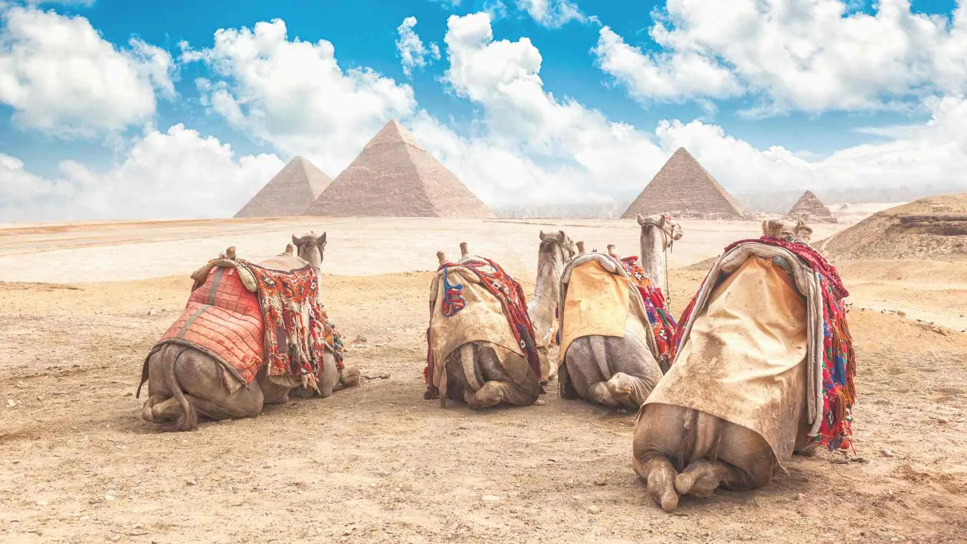 camels in egypt