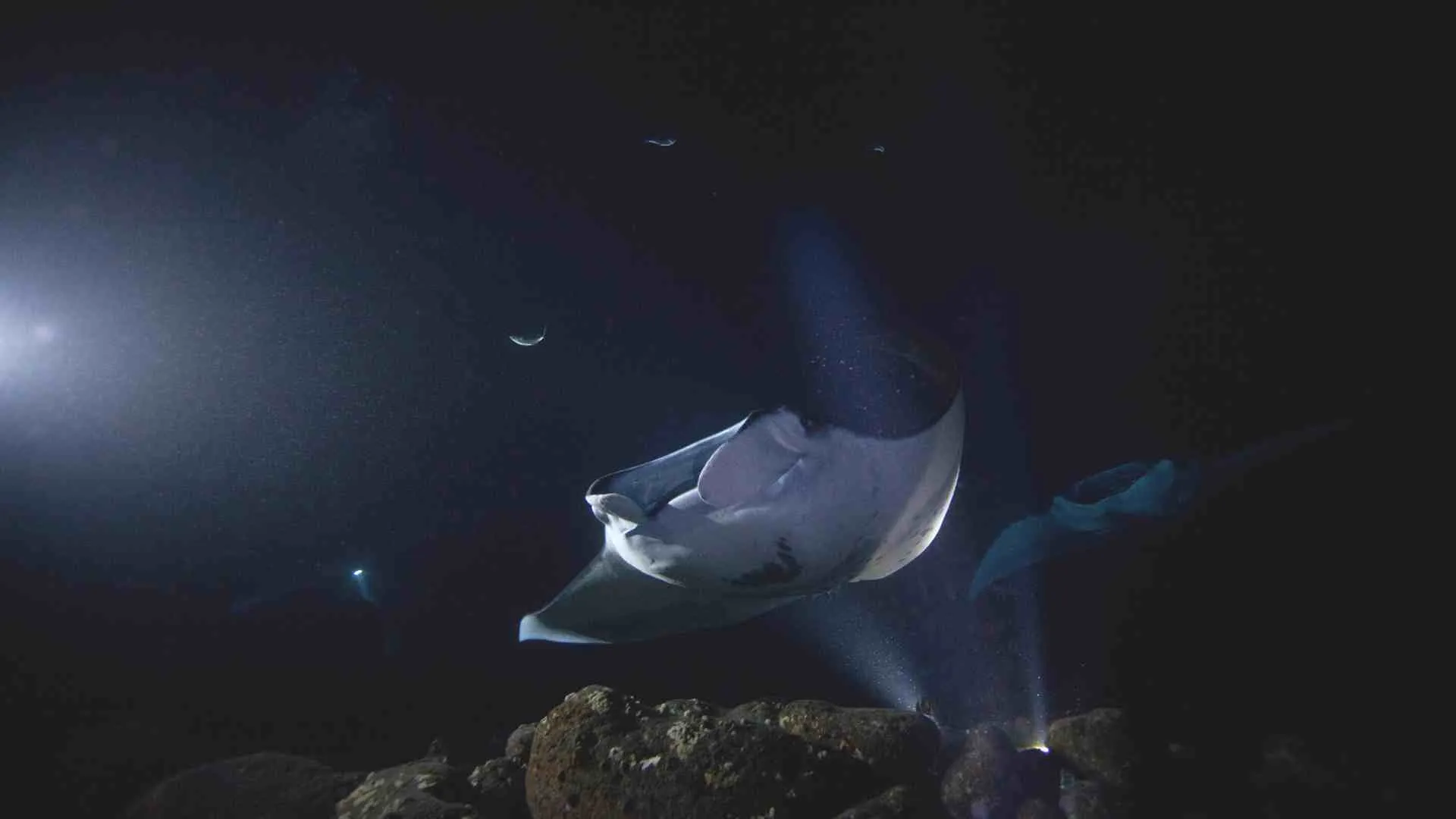 hawaii manta rays at night
