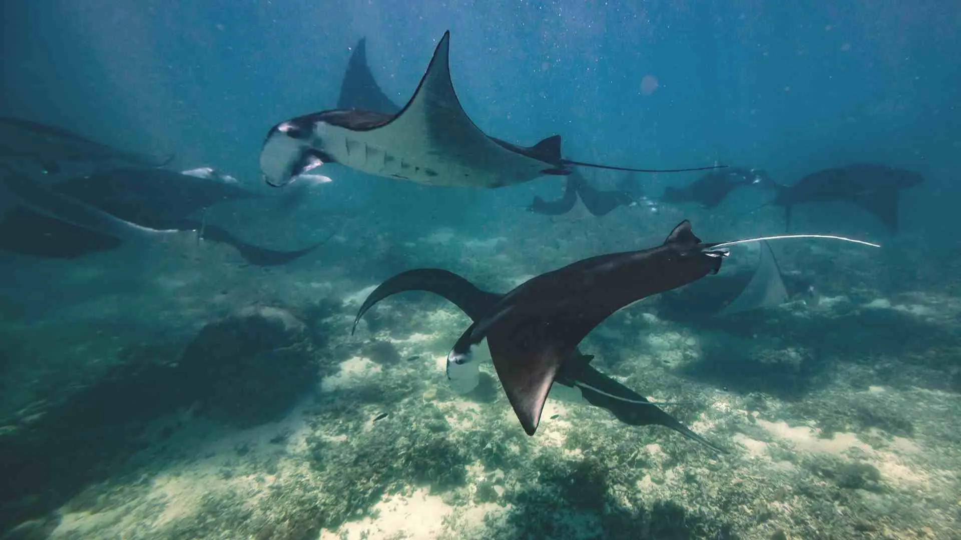 ecotourism manta rays