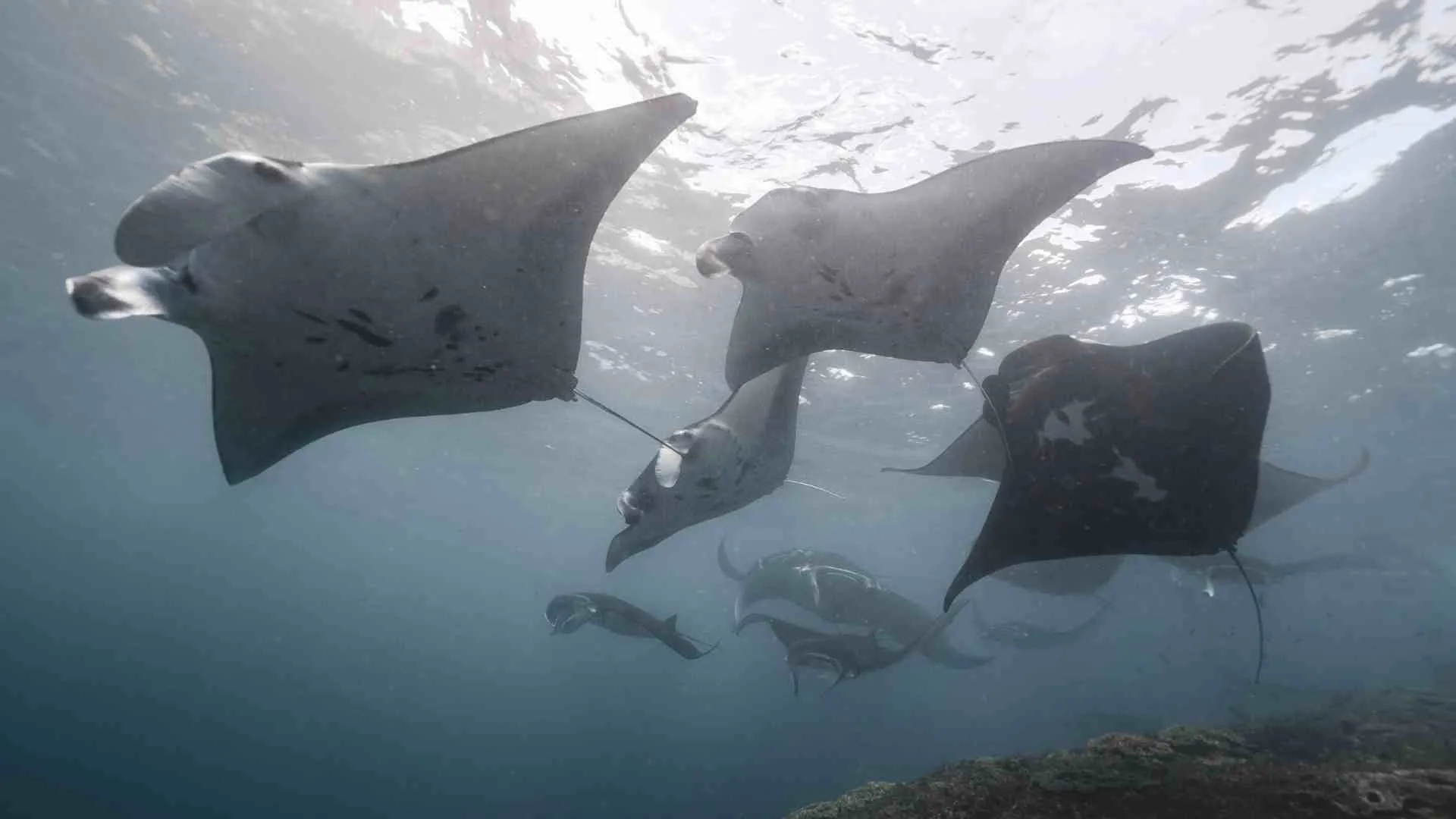 snorkel with manta rays