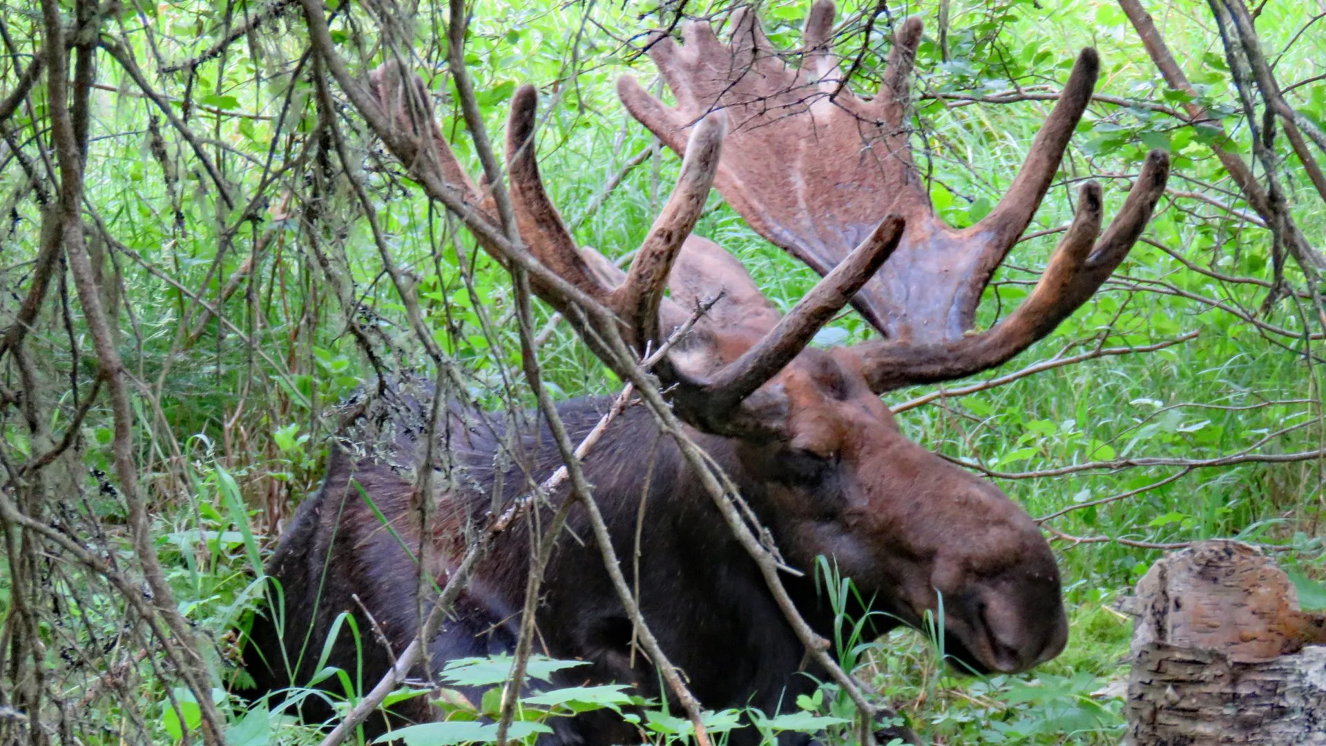 isle royale moose encounter