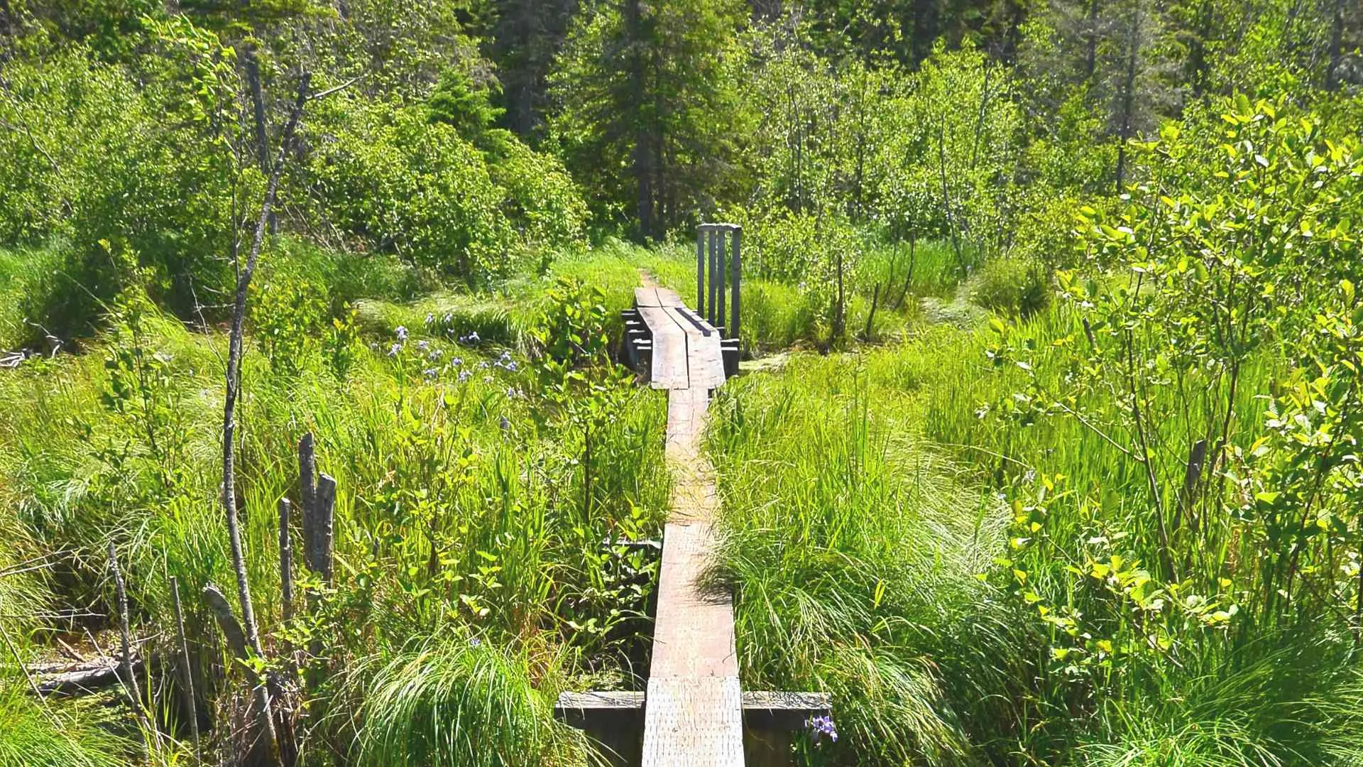 wooden path on isle royale