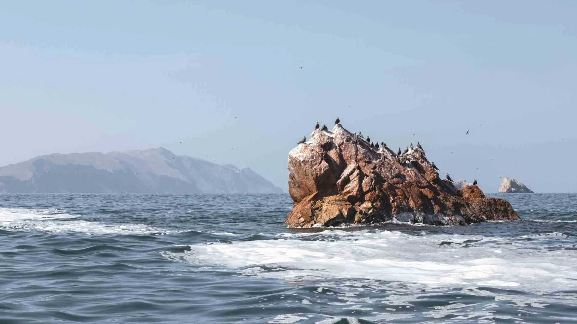 birds on a rock in paracas harbor