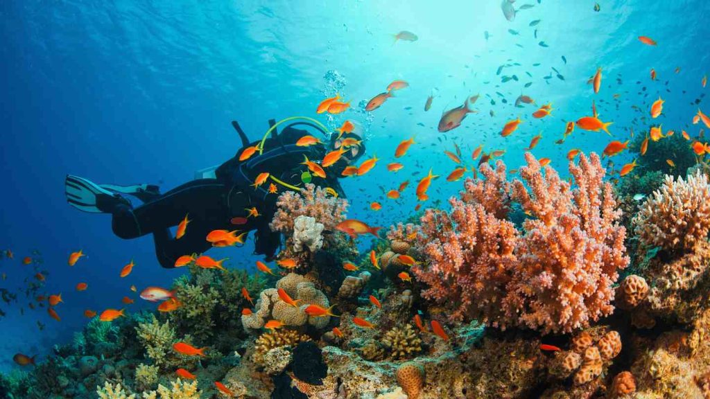 Scuba Diving Dominican Republic: Discover the Best!