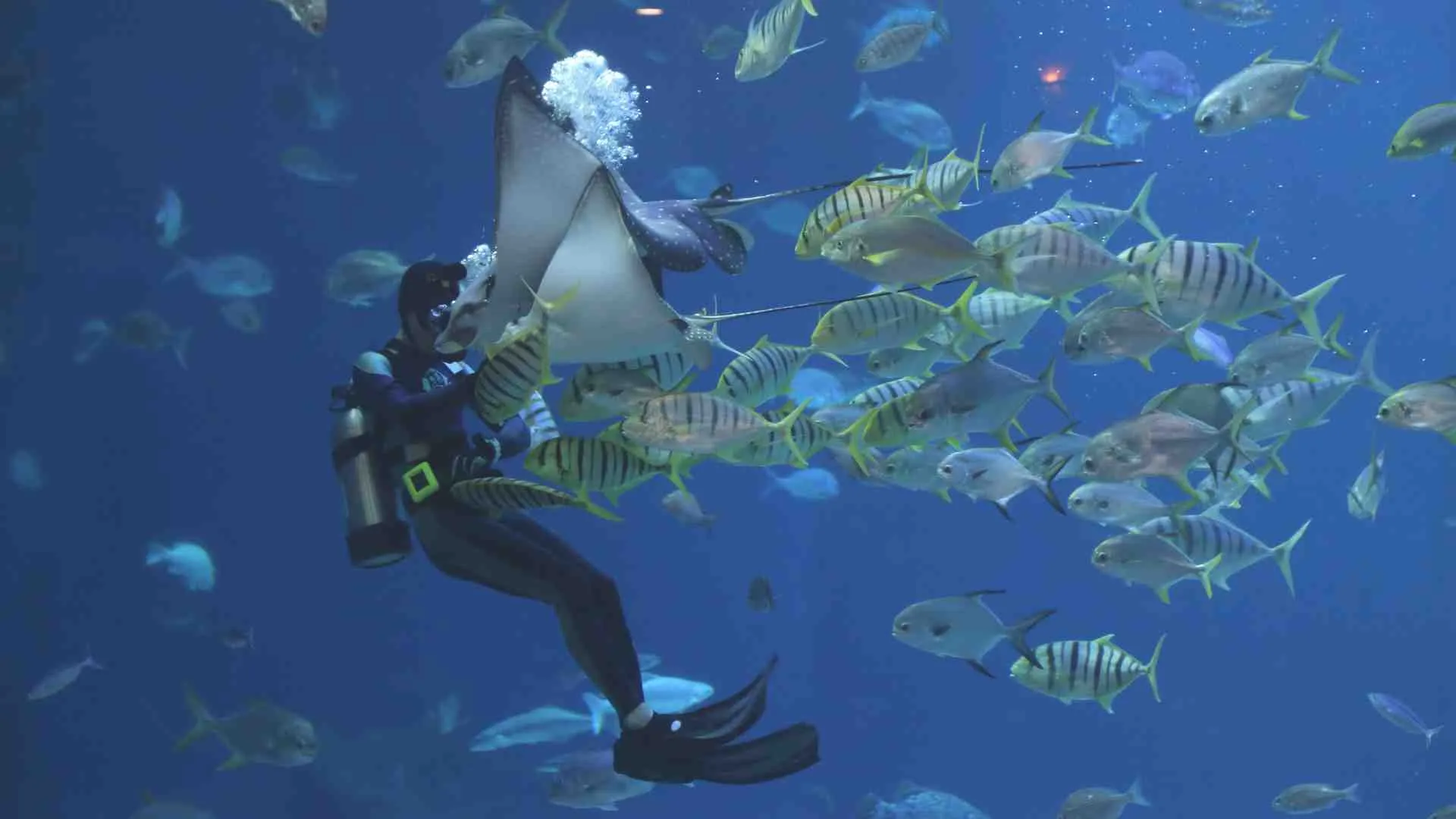 Jacques Yves Cousteau scuba diving