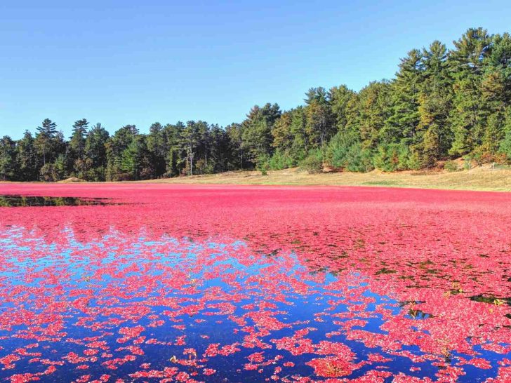 wisconsin cranberry bogs