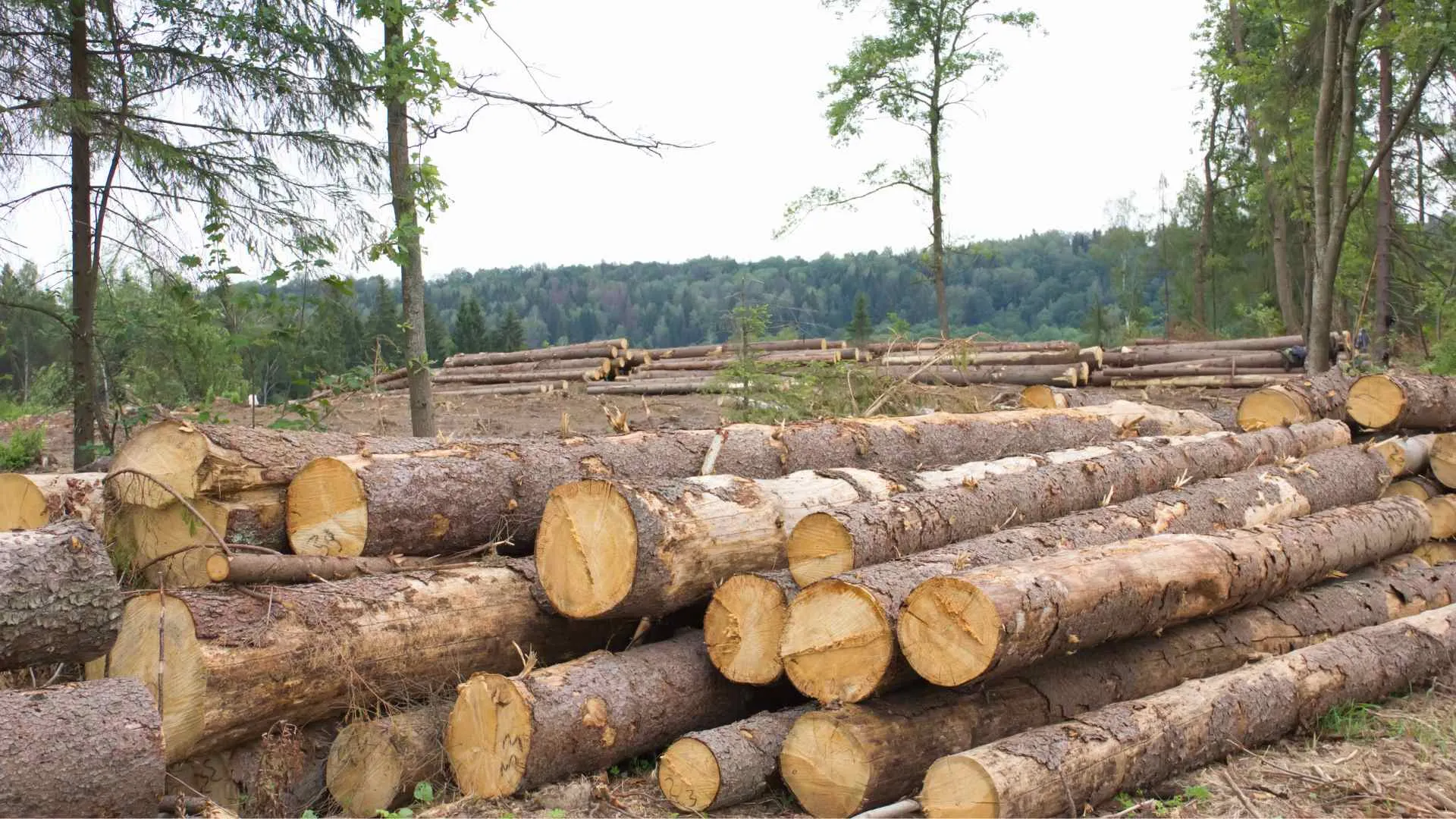 logging industry
