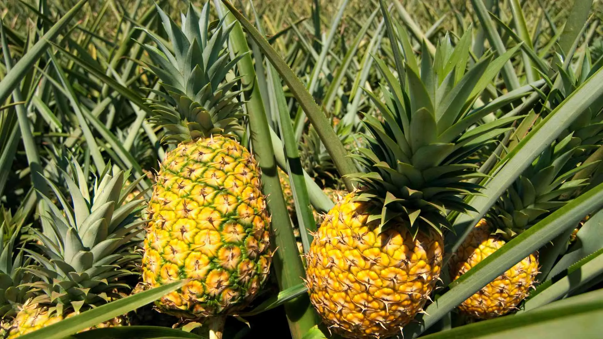 What Does a Pineapple Mean-7