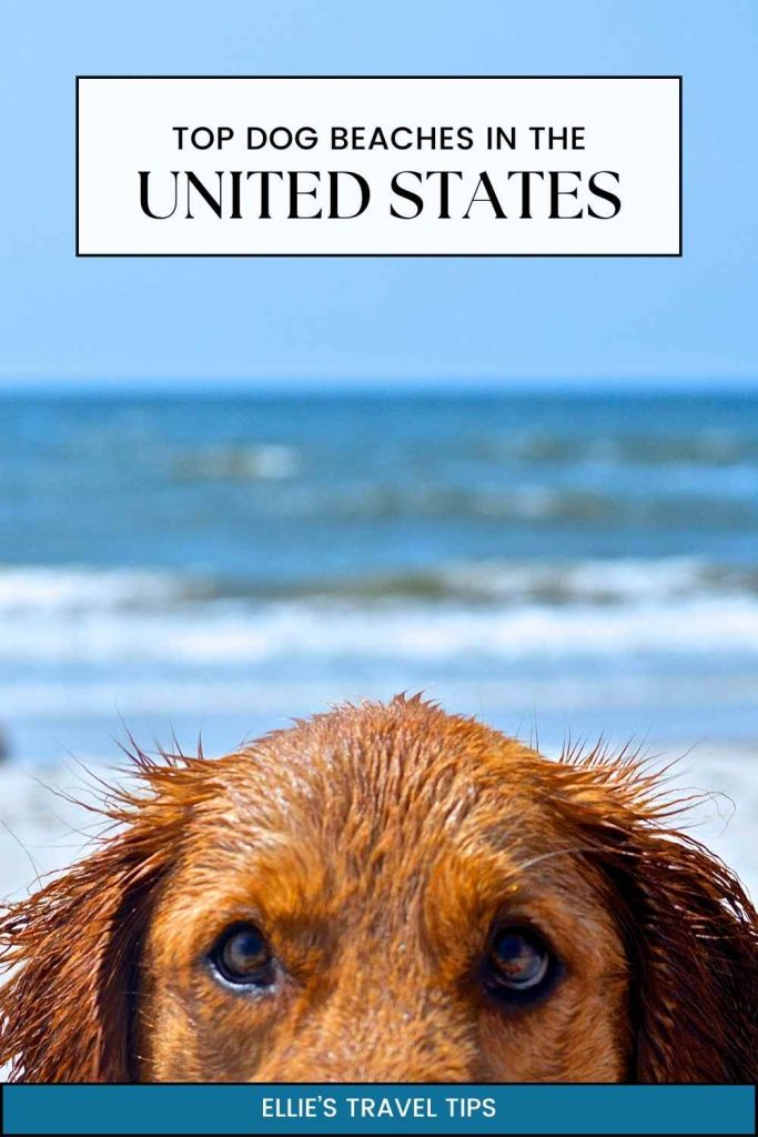 top dog beaches in the USA