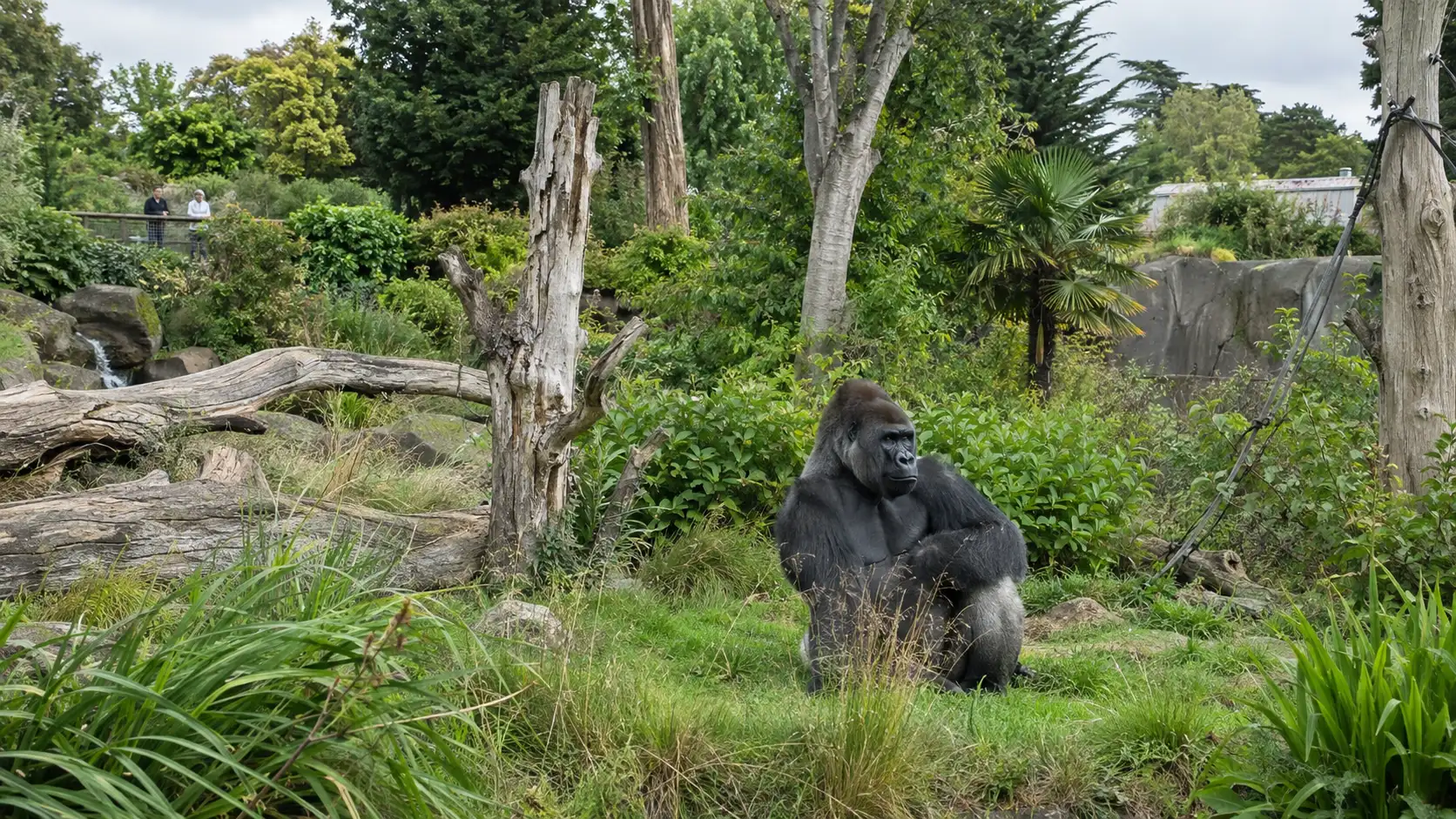 Western lowland gorilla in a leafy habitat at Jersey Zoo