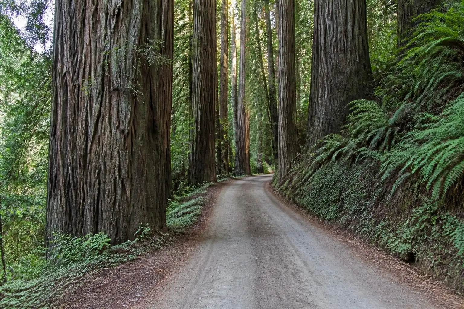 Howland Hill Road curving through giant redwood forest