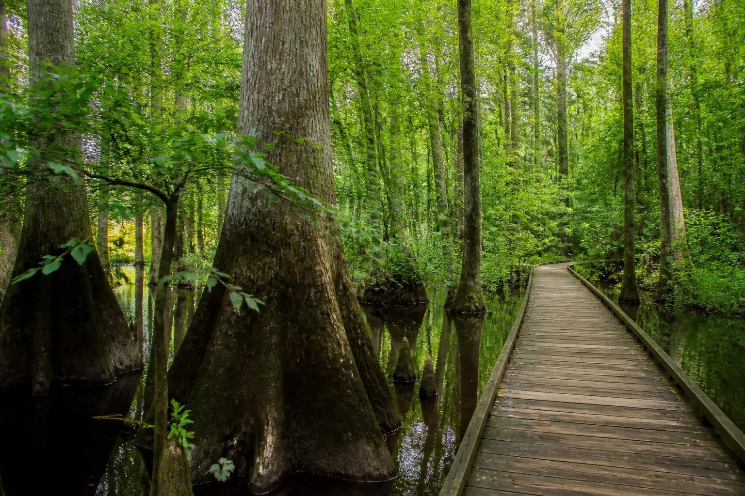 Cypress trees and boardwalk at Cache River State Natural Area