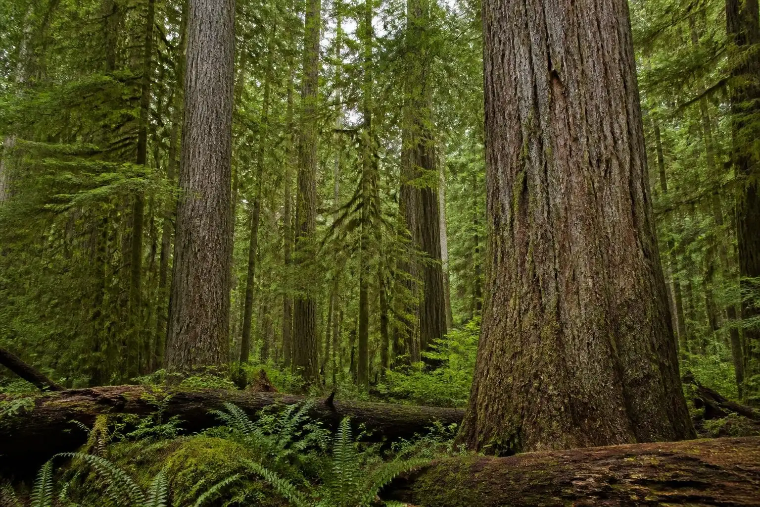Giant old-growth trees in Cathedral Grove on Vancouver Island