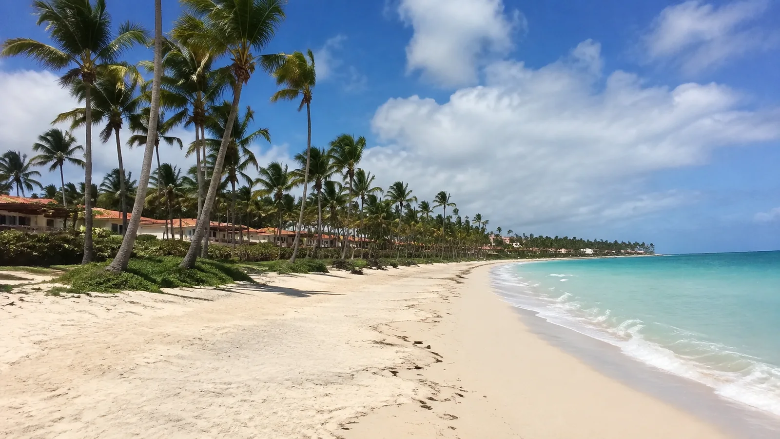 White sandy beach lined with tall palms beside turquoise water.