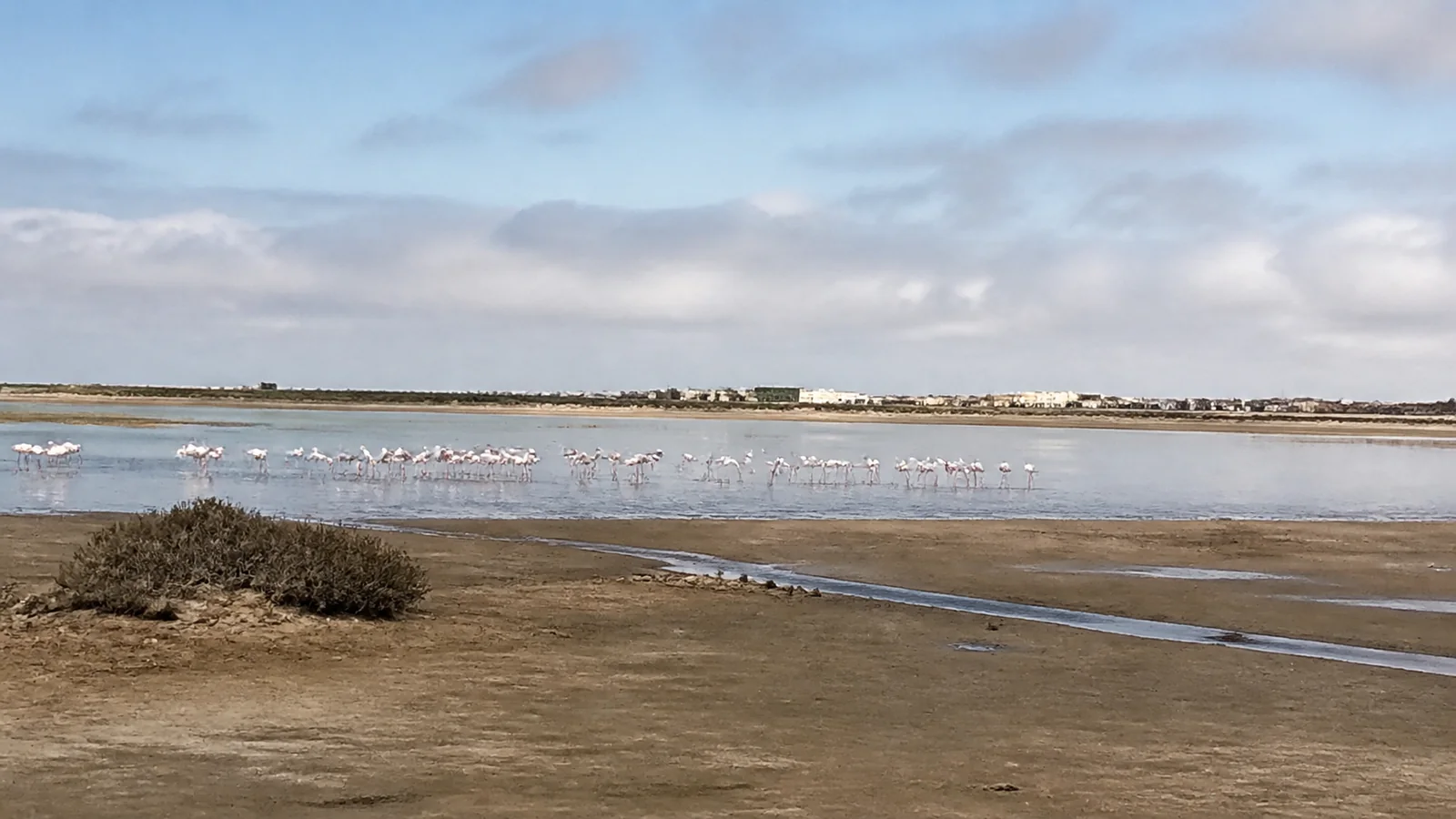 Flock of flamingos standing in a shallow coastal lagoon