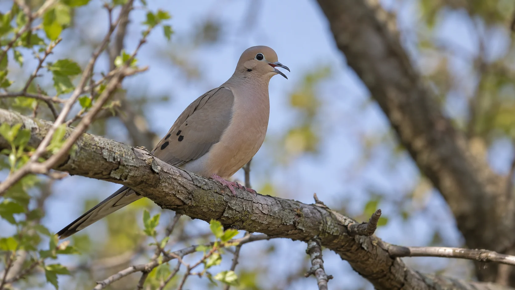 Mourning dove calling from a branch in soft morning light.