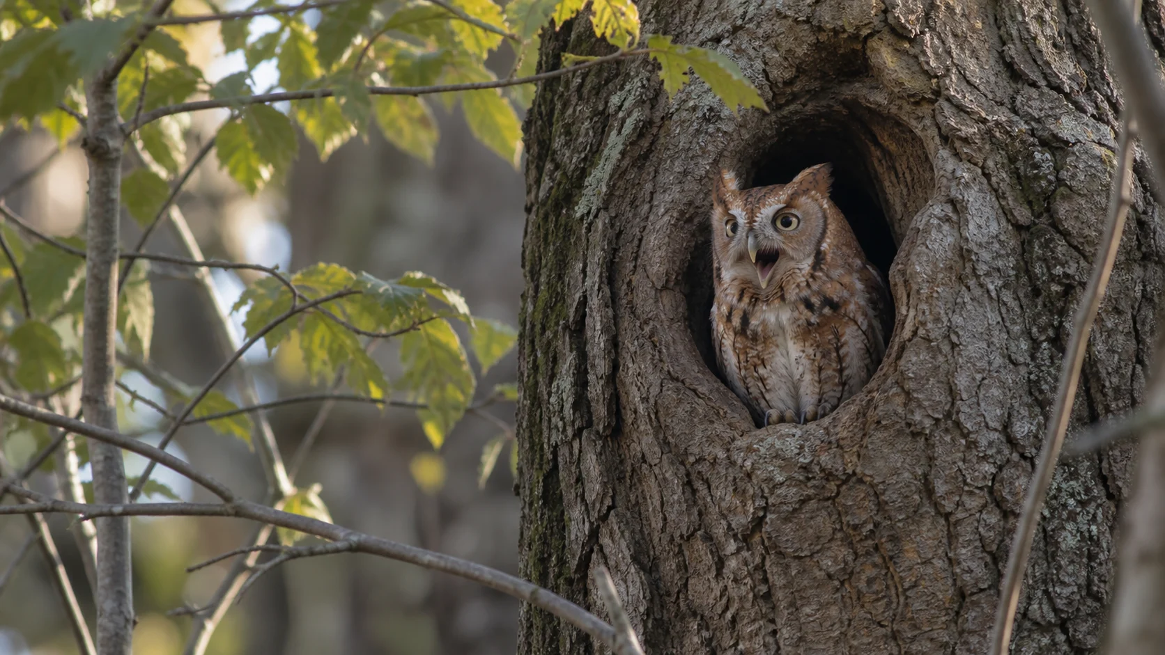 Eastern screech-owl calling from a woodland tree cavity.