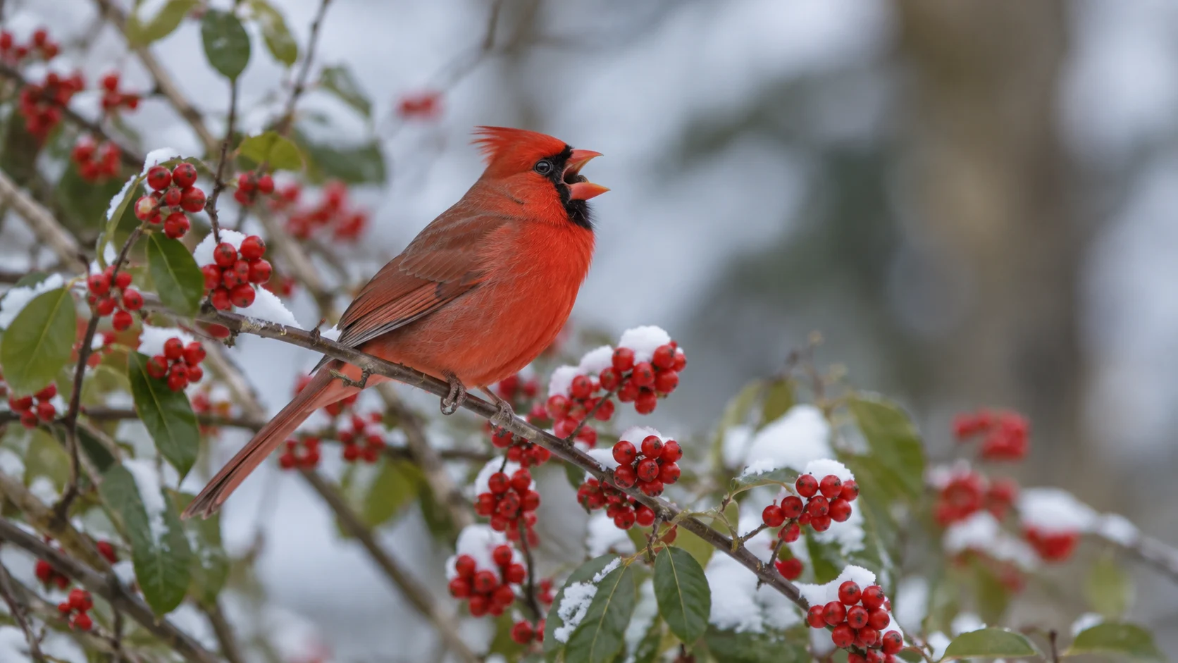Northern cardinal whistling from a winterberry branch.