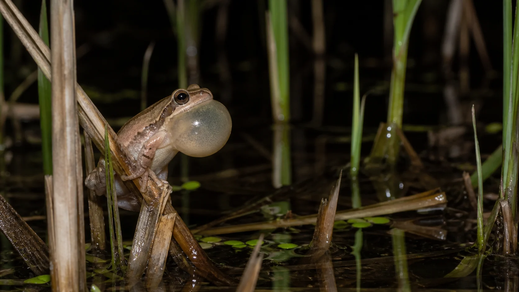 Spring peeper frog calling among wetland reeds at night.