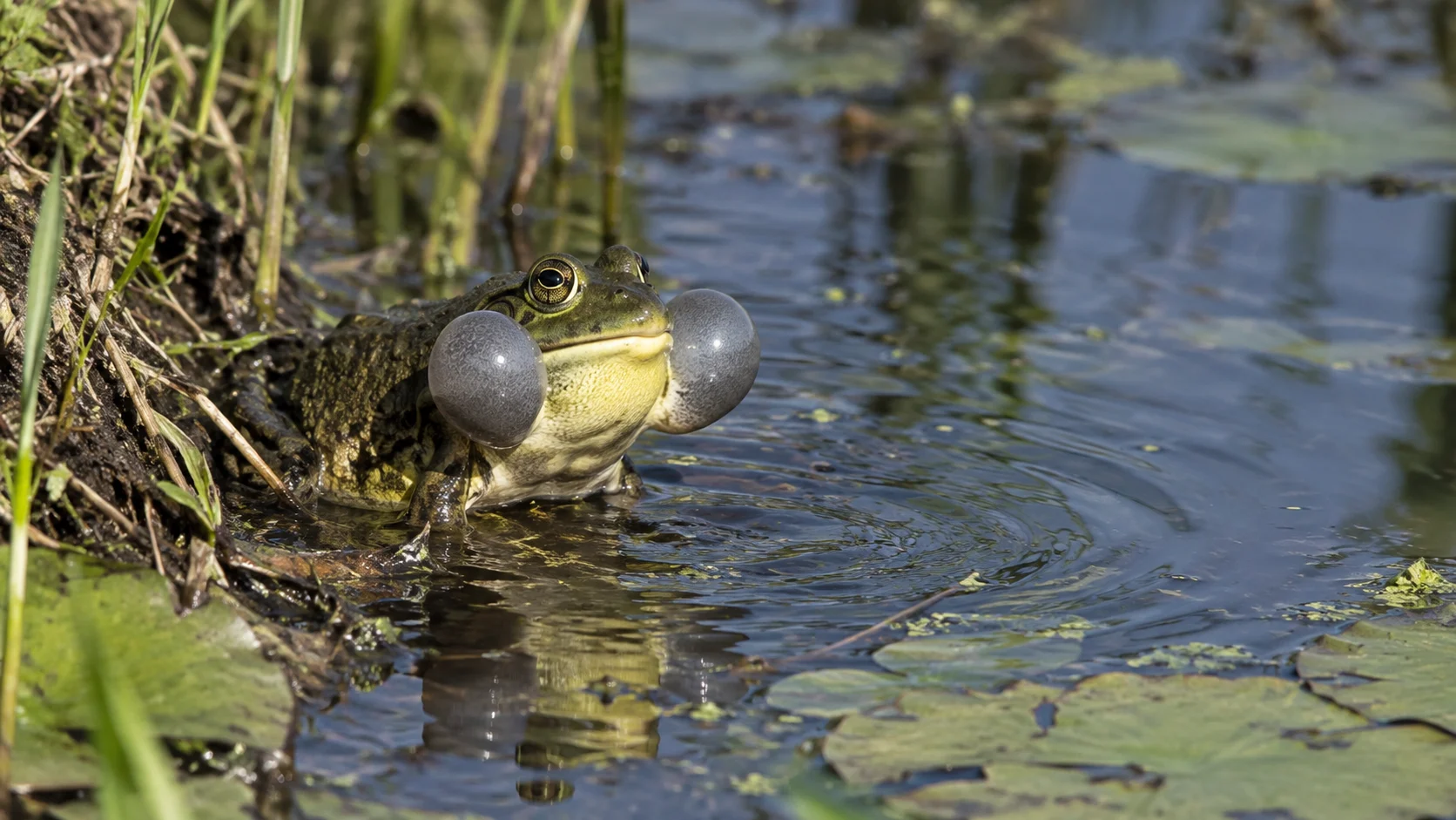 American bullfrog calling at the edge of a quiet pond.
