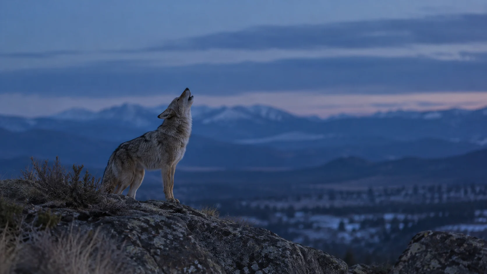 Coyote howling from a distant ridge at blue hour.