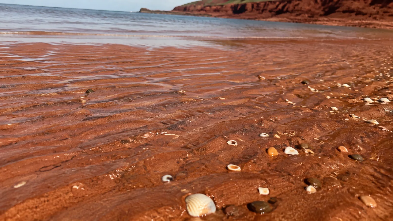 Shells scattered across rippled red sand covered by shallow water.